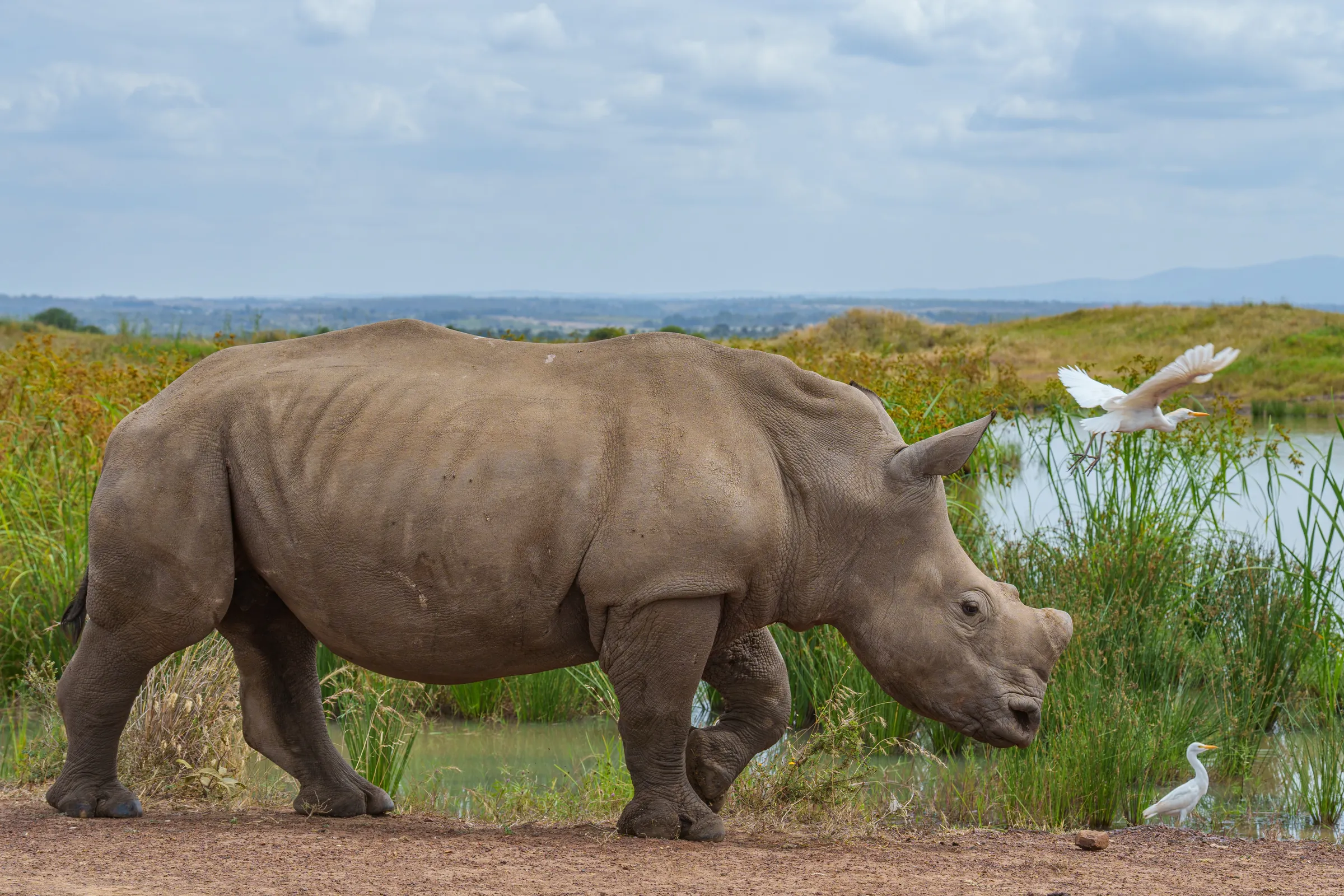 Majestic white rhino walking near a waterhole