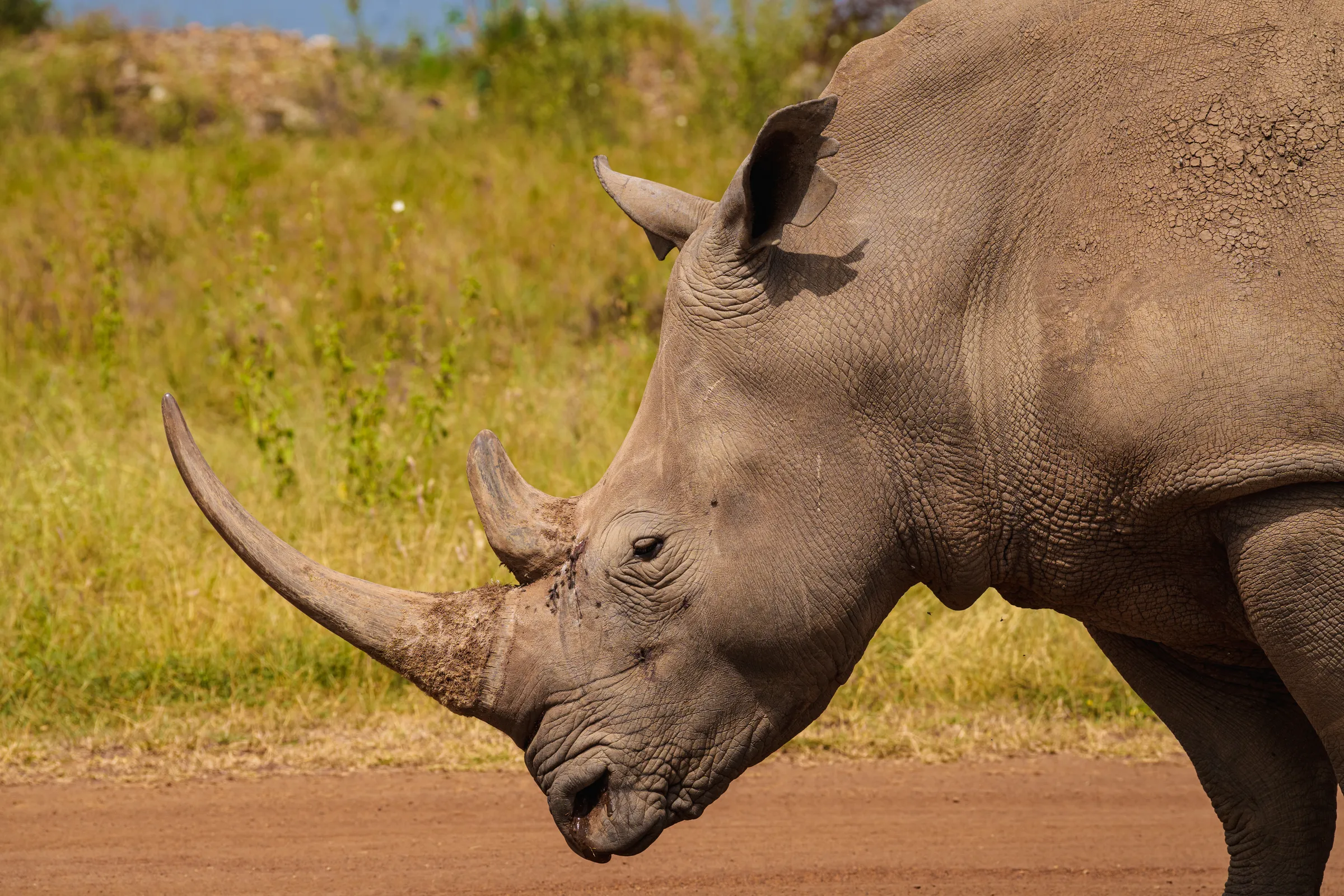 Massive white rhino horn close up texture