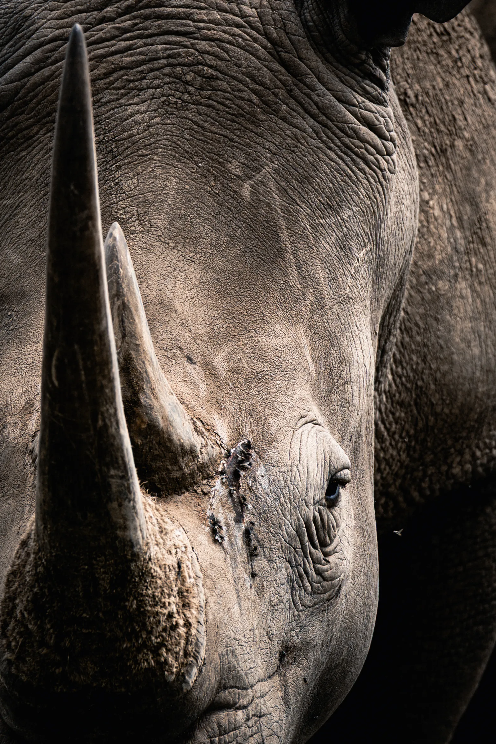 Prehistoric white rhino face texture