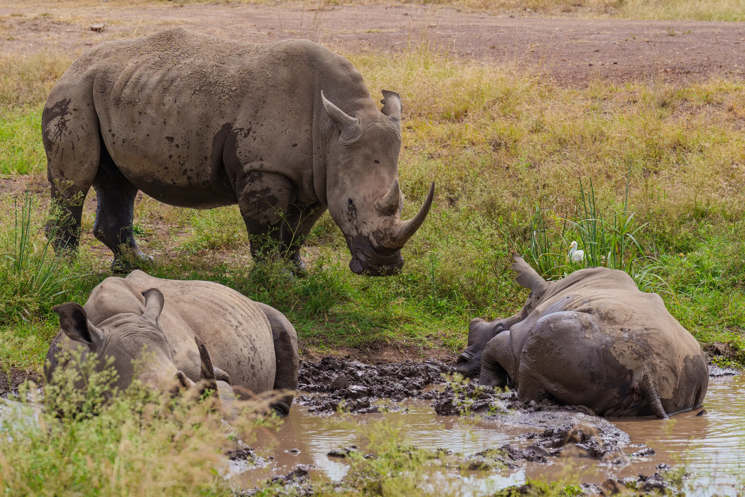 Massive white rhinoceros covered in wet mud resting in Nairobi National Park - Wildlife Photography by By Farhan