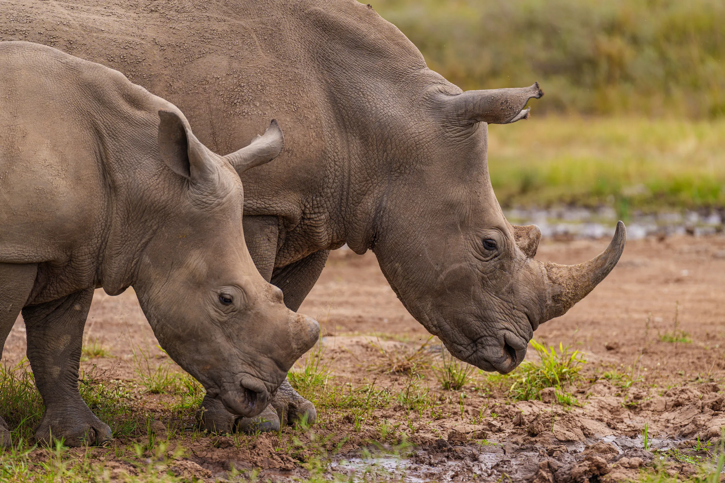 White rhino calf drinking water in the mud