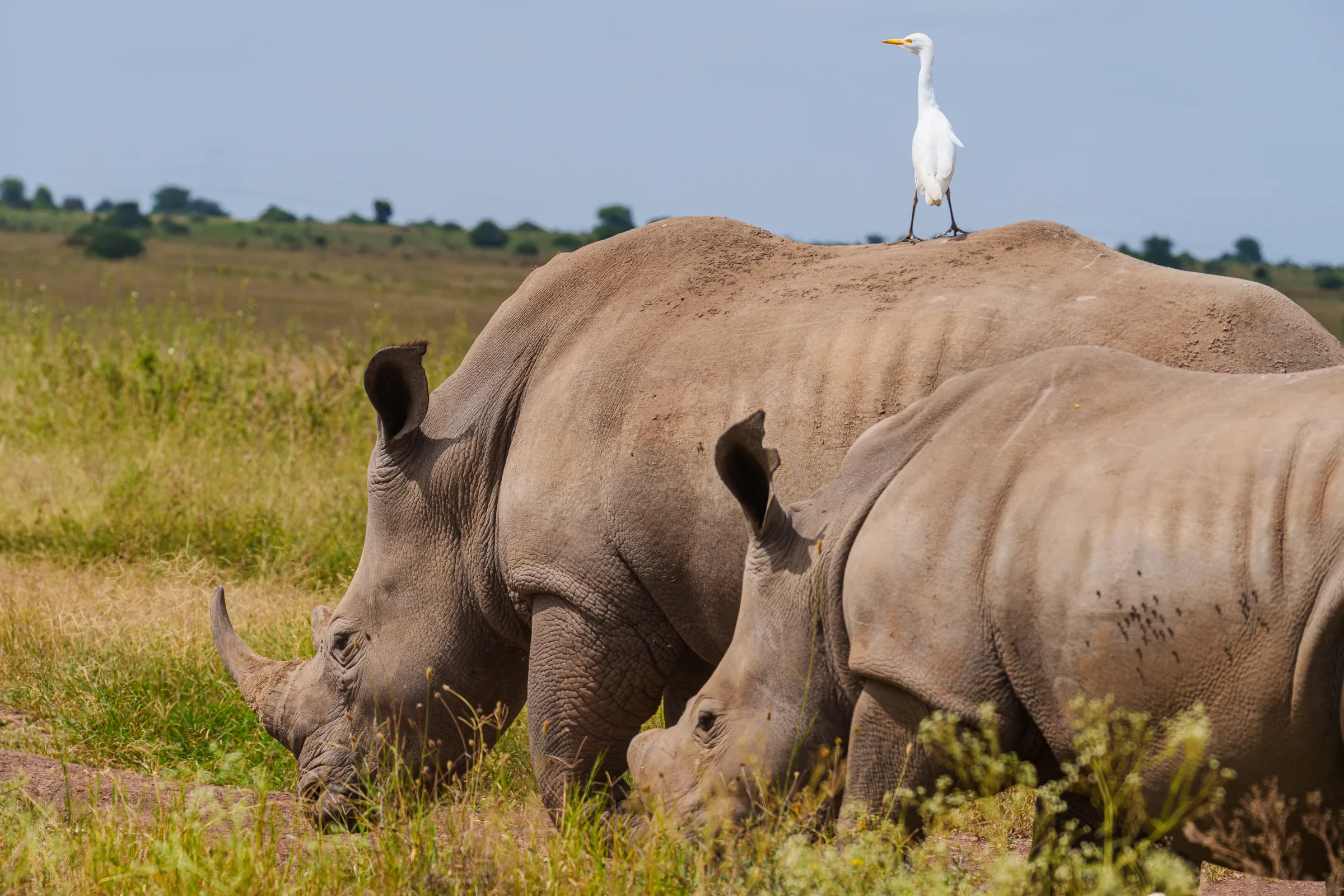 White rhino mother and calf in Nairobi