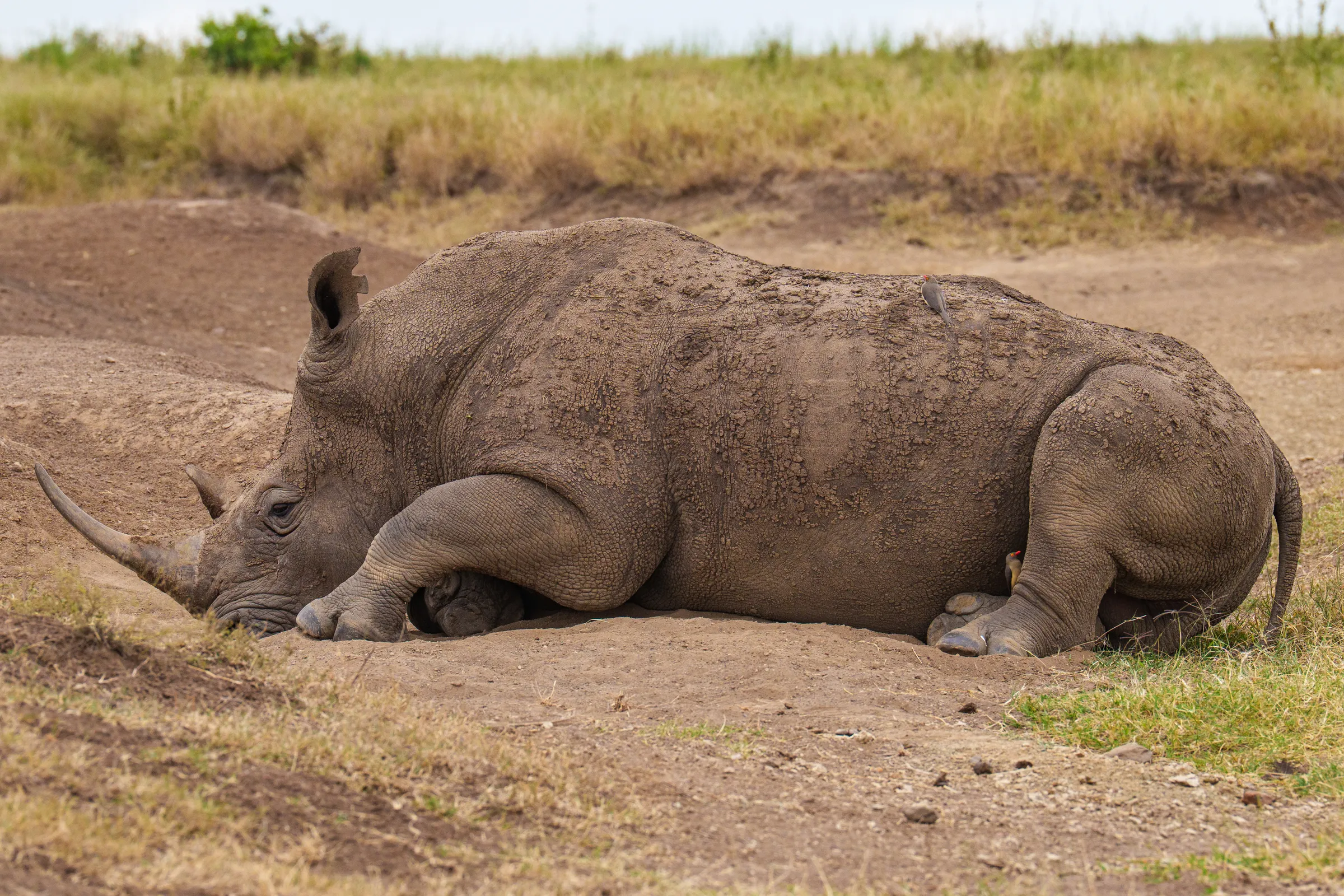 White rhino sleeping in Nairobi Safari