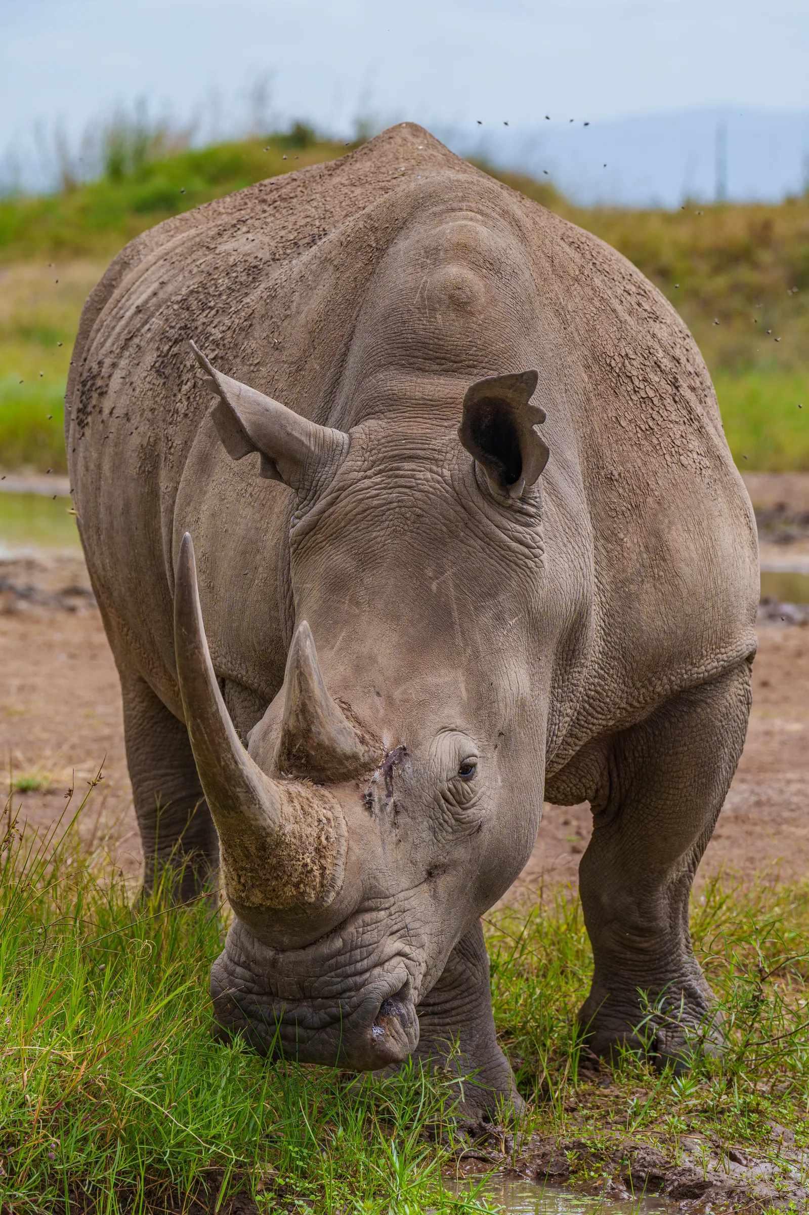White rhinoceros front profile close up