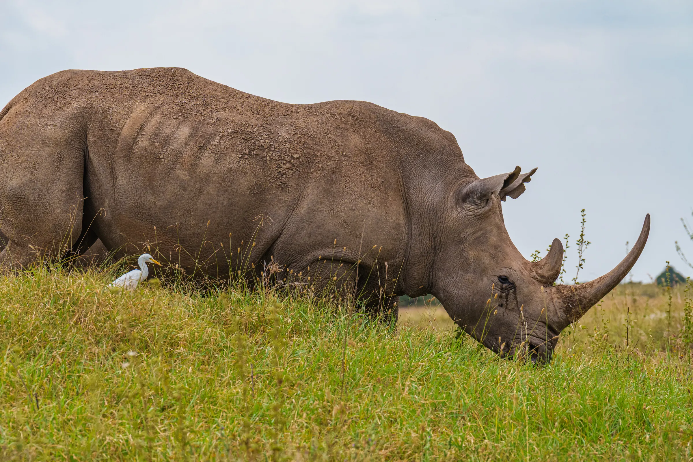 White rhinoceros grazing in the grassland of Kenya