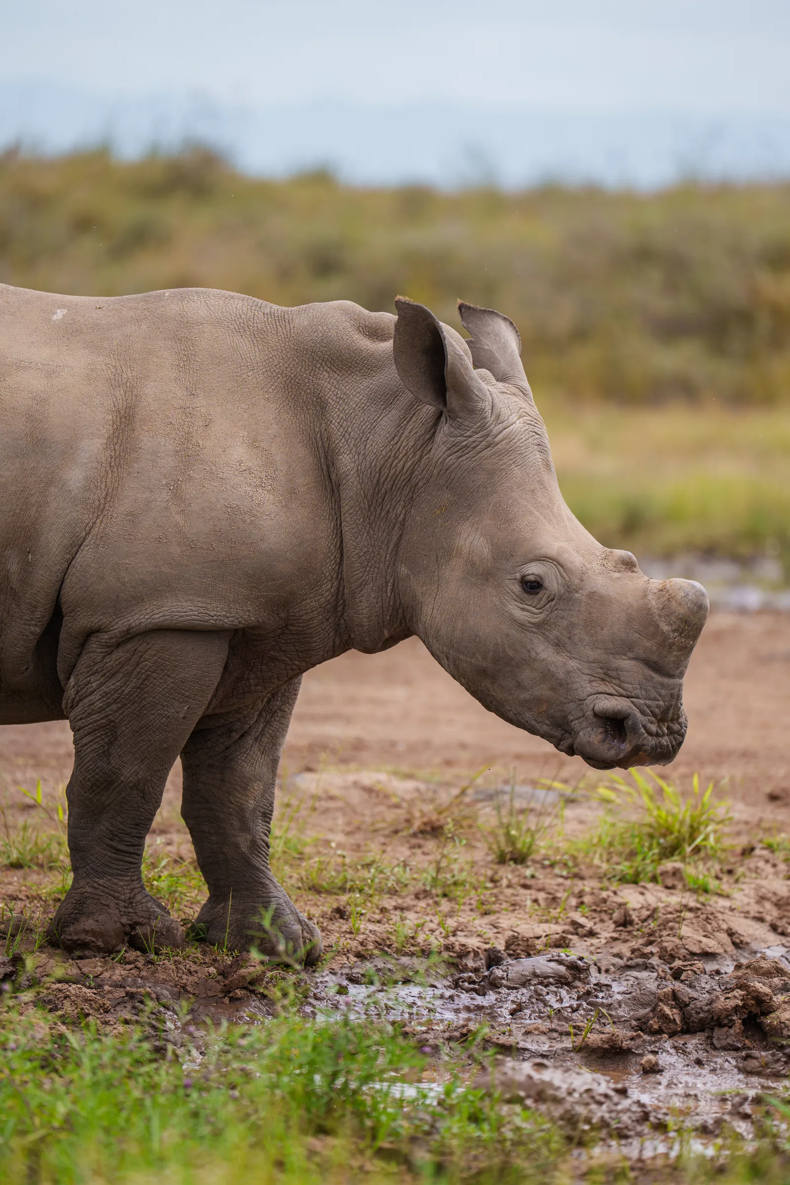 Young white rhinoceros side profile in Nairobi