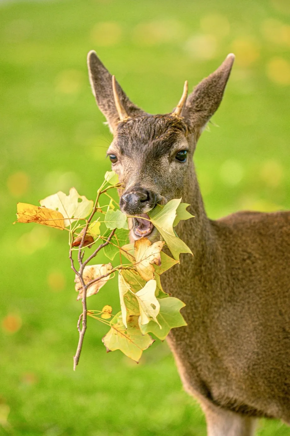 Deer grazing in park Vancouver Island, wildlife photography by By Farhan