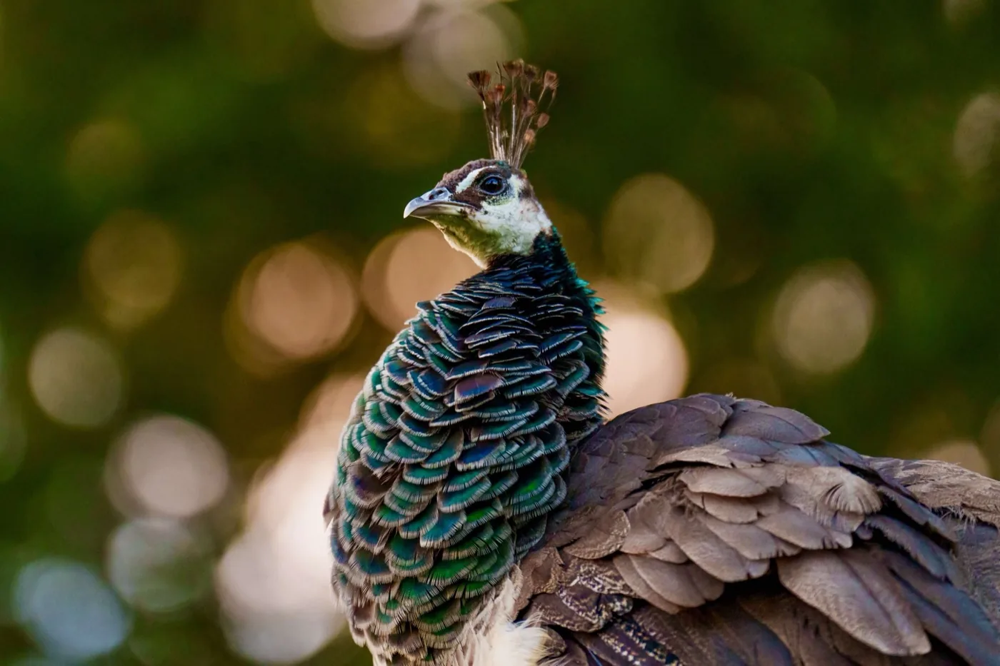 Female peahen wildlife portrait Vancouver Island, photography by By Farhan