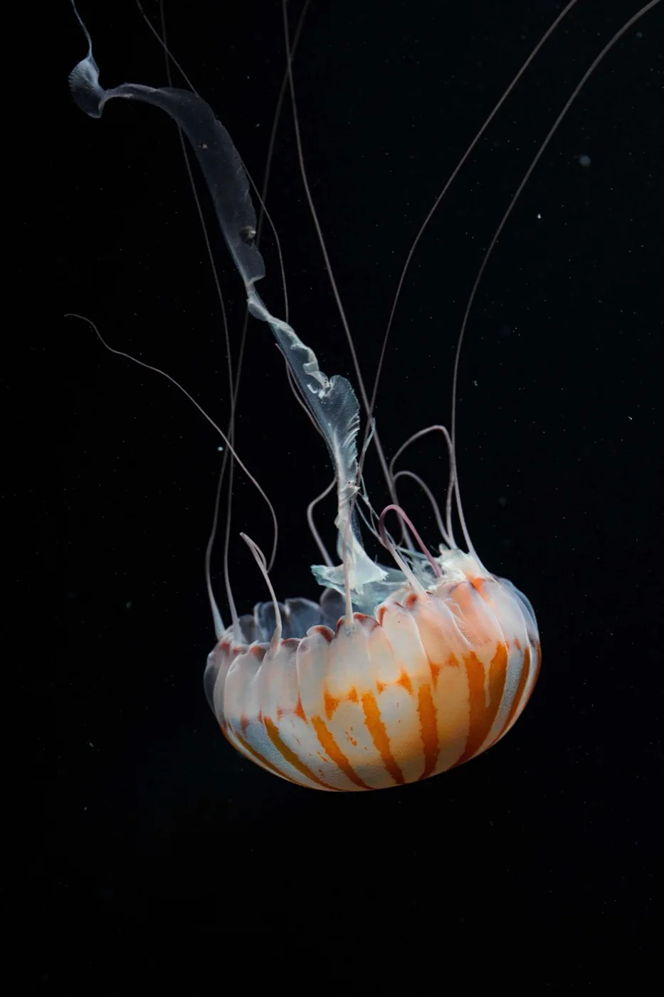 Moon jellyfish underwater Pacific ocean, wildlife photography by By Farhan
