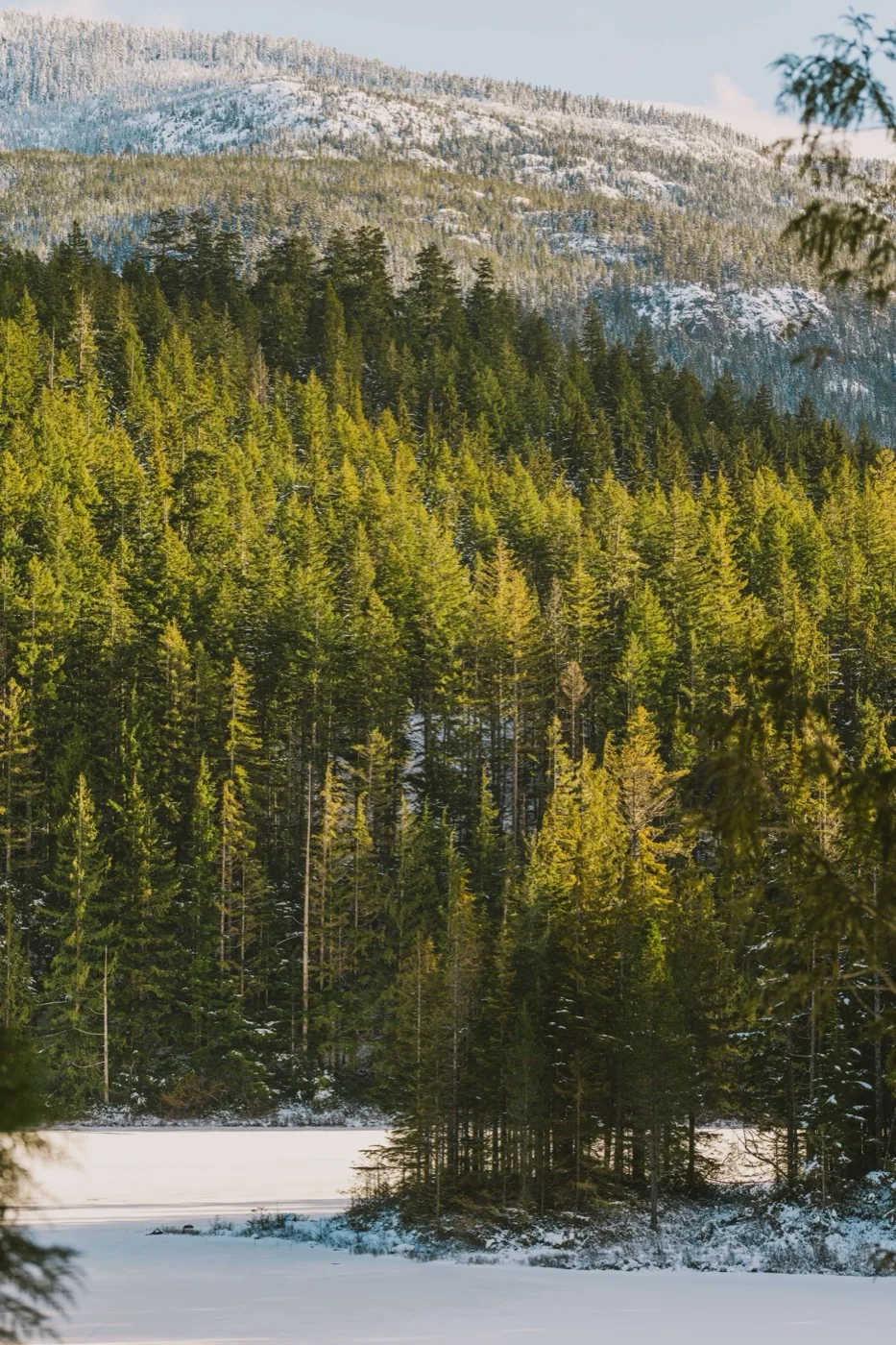 Pine forest reflected in calm lake Campbell River Vancouver Island BC, By Farhan landscape photography