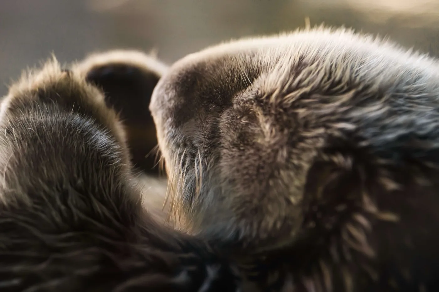 Sea otter resting on ocean surface near Victoria BC, Pacific coast wildlife photography by By Farhan