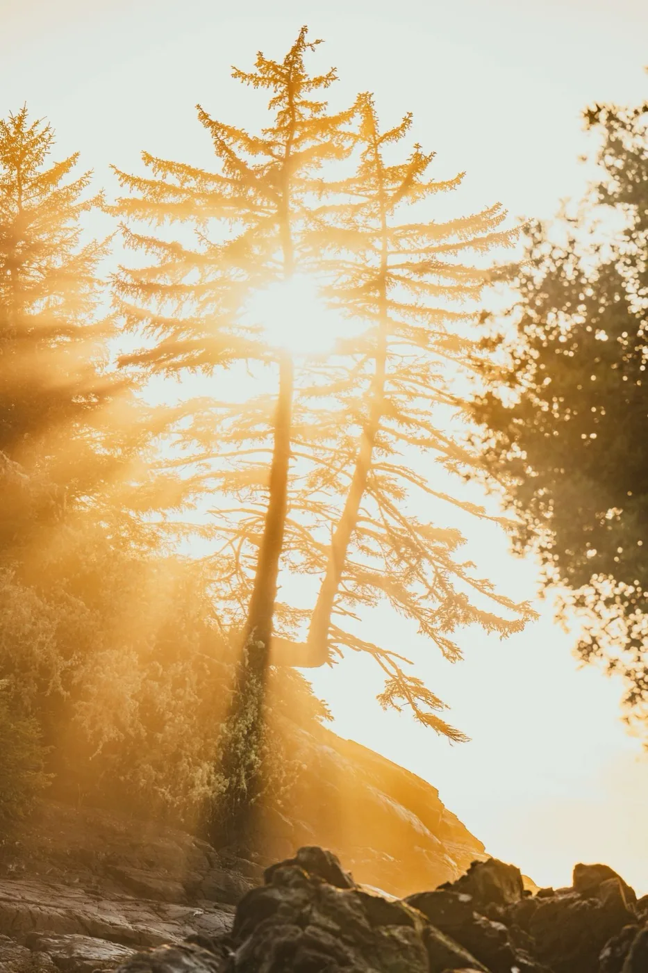 Sunburst through ancient conifer tree Tofino Vancouver Island, landscape photography by By Farhan